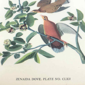 Zenaida Dove Print