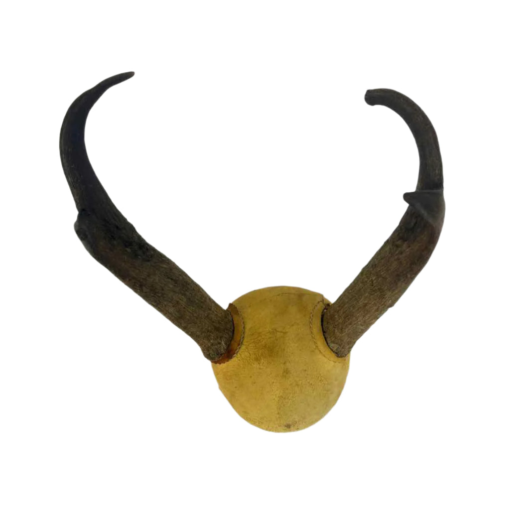 Pronhorn Antelope Horns