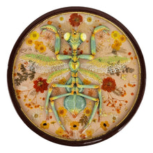 Load image into Gallery viewer, Faux Mantis Taxidermy