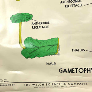 Marchantia Life Cycle Chart