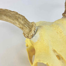 Load image into Gallery viewer, Deer Skull Mount