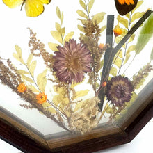 Load image into Gallery viewer, Octagon Butterfly Specimen