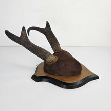 Load image into Gallery viewer, Pronghorn Antelope Horn Mount
