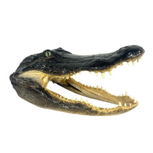 Load image into Gallery viewer, Taxidermy Alligator Skull