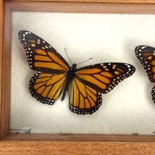 Load image into Gallery viewer, Monarch Butterfly Specimen