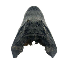 Load image into Gallery viewer, Taxidermy Alligator Skull