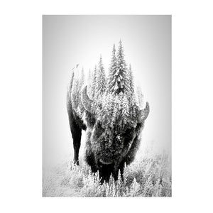 White Buffalo Bison Print