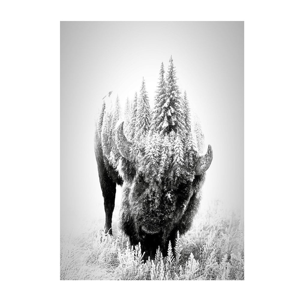 White Buffalo Bison Print