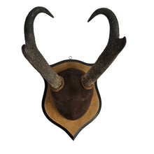 Load image into Gallery viewer, Pronghorn Antelope Horn Mount
