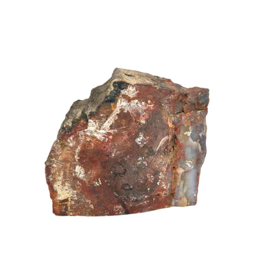 Petrified Wood Specimen
