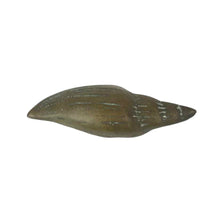 Load image into Gallery viewer, Solid Brass Shell