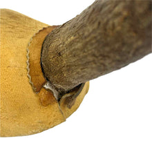 Load image into Gallery viewer, Pronhorn Antelope Horns