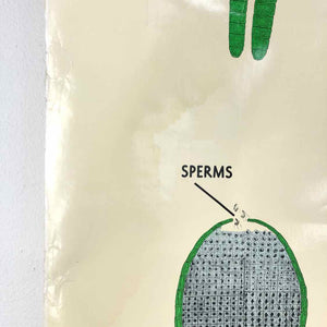 Marchantia Life Cycle Chart