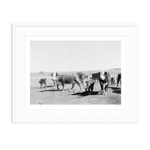 Load image into Gallery viewer, West Texas Ranch Cows Print