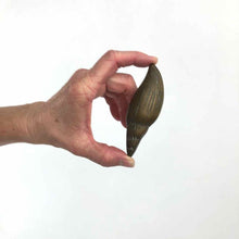 Load image into Gallery viewer, Solid Brass Shell