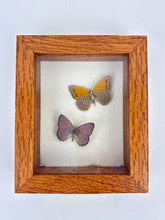 Load image into Gallery viewer, Butterfly Specimen