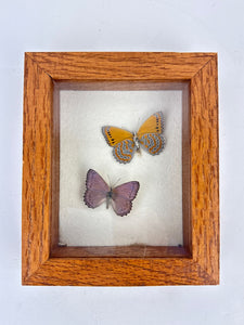 Butterfly Specimen