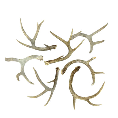 Whitetail Deer Antler Shed