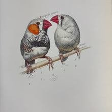 Load image into Gallery viewer, Birds &amp; Bees Illustrated Book