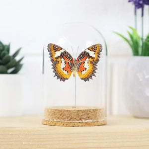 Lacewing Butterfly Bell Jar Specimen