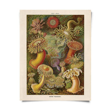 Load image into Gallery viewer, Sea Anemone Print