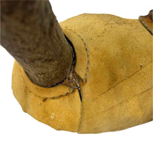 Load image into Gallery viewer, Pronhorn Antelope Horns