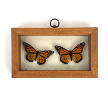 Load image into Gallery viewer, Monarch Butterfly Specimen