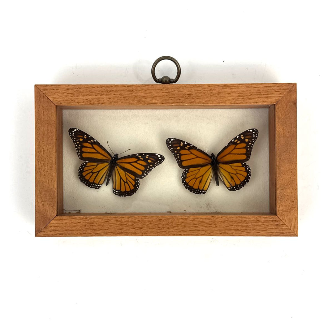 Monarch Butterfly Specimen