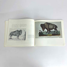 Load image into Gallery viewer, The Bison in Art Book