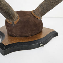 Load image into Gallery viewer, Pronghorn Antelope Horn Mount