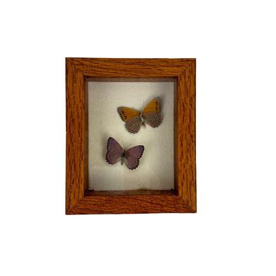 Butterfly Specimen