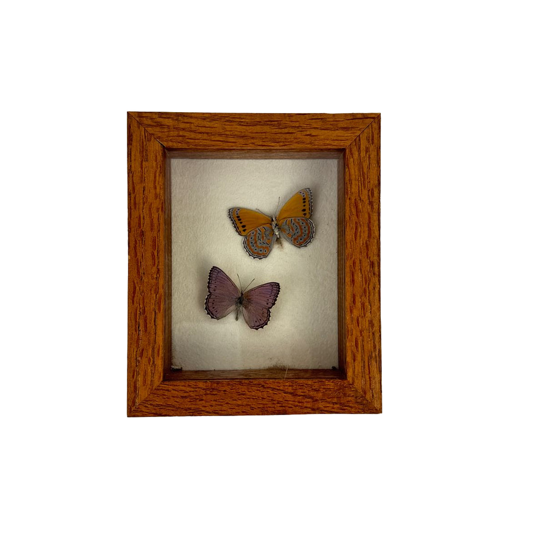 Butterfly Specimen