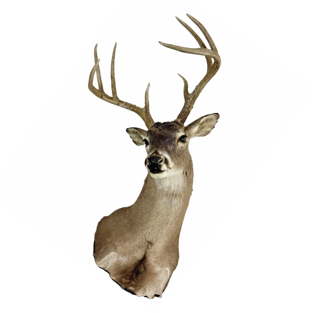 Whitetail Deer Mount