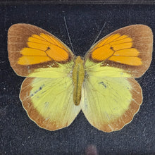 Load image into Gallery viewer, Framed Butterfly Specimen