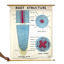 Load image into Gallery viewer, Root Structure Chart
