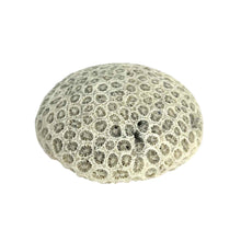 Load image into Gallery viewer, Coral Specimen
