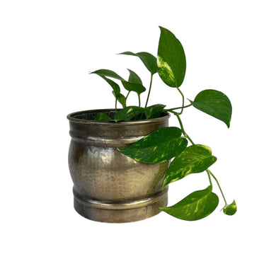 Brass Barrel Planter