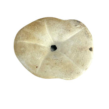 Load image into Gallery viewer, Sea Biscuit Sand Dollar Specimen