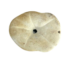 Sea Biscuit Sand Dollar Specimen