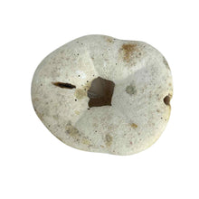 Load image into Gallery viewer, Sea Biscuit Sand Dollar Specimen