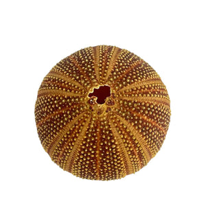 Sea Urchin Specimen