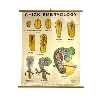 Chick Embryology Chart
