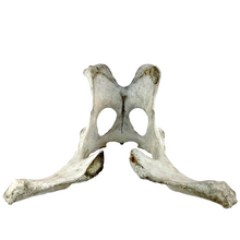 Load image into Gallery viewer, Pelvis Bone Specimen