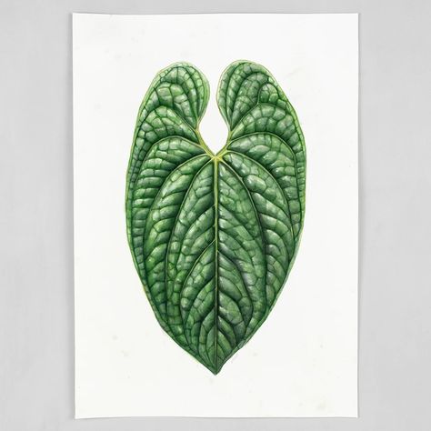 anthurium quotes Anthurium luxurians Leaf Print – Found Furnishings