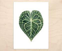 Load image into Gallery viewer, Anthurium clarinervium Leaf Print