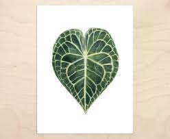 Anthurium clarinervium Leaf Print