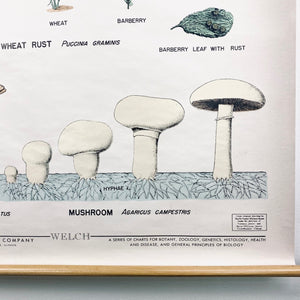 Fungi Science Chart