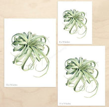 Load image into Gallery viewer, Tillandsia xerographica Print