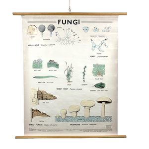 Fungi Science Chart