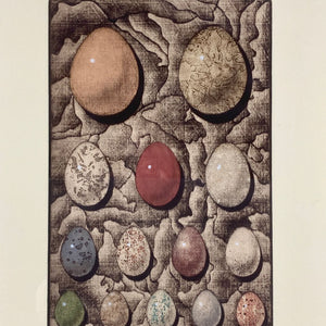 The Phoenix Eggs Print
